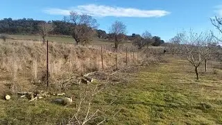 El gran error en la plantaci&oacute;n de almendros que me oblig&oacute; a cortarlos