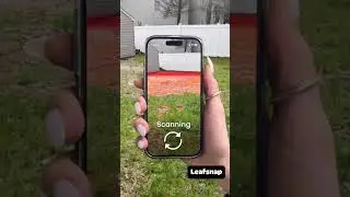 LeafSnap Plant Identification 2025 10 13 d4c44331ff63c80a85cc81744bb74c99 0