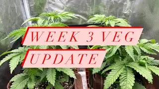 End of wk 3 veg - Growing cannabis in 2x2 grow tent