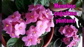 🌹Menekşe hakkında önemli bilgiler | menekşe çiçeği bakımı (çoğaltma)