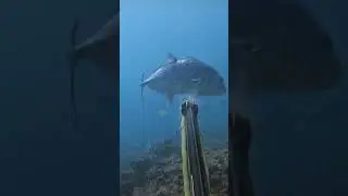 This fish almost drowned me.. 😳 #spearfishing #hawaii #ulua #gt #gianttrevally #diving #neveragain
