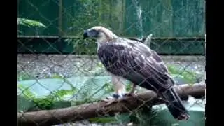 Save the Philippine monkey-eating eagle (Pithecophaga jefferyi)