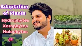 Adaptation in Plants, Halophytes,xerophytes,hydrophytes by m usman ghani