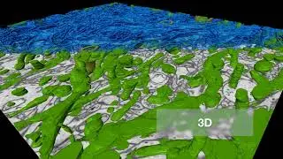 Thermo Scientific Amira Software: Advanced Bioimaging & 3D Data Analysis