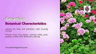 Exploring Geraniums Nature's Vibrant Cranesbills