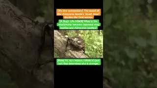 [A Bug's Life ASMR] What is the relationship between Japanese stag beetles and rhinoceros beetles?