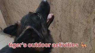 The German shepherd #Tiger 's out door activities 🐕&zwj;🦺#dog#germanshepheard #gsds #pet#doglover