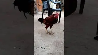 Rooster action 🐓😋 #rooster #hens #birds #animalshorts #shorts