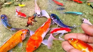Find Colorful Ornamental fish, Goldfish betta fish, Catfish, lobster, koi fish, animals Videos