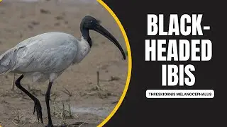 Black-headed Ibis - Threskiornis melanocephalus #birds #ibis #wildlife