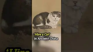 &ldquo;Hire a Cat&rdquo; in Ancient China #chineseculture #didyouknow #chinesehistory #cat