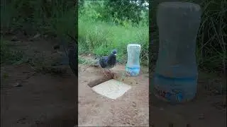 Easy Quick Pigeon Trap Using Paper And hole #shorts