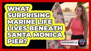 What Surprising Marine Life Lives Beneath Santa Monica Pier? - Everything About LA
