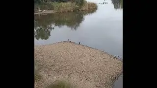 Bandadas de p&aacute;jaros en un banco de arena