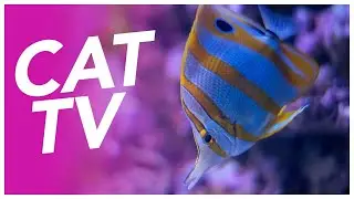 Cat TV - 20 Hours of Underwater Diving for Cats - Underwater Adventure & Coral Reefs! 🐠