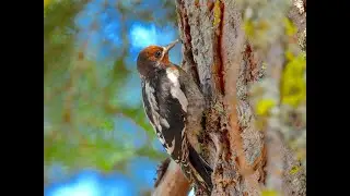 RED-BREASTED SAPSUCKER juvenile