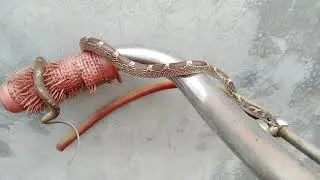 Lycodon aulicus Snake