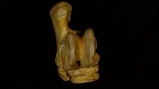 Tarso, Metatarso, Falanges:  Ostéologie des membres thoraciques des mammifères domestiques