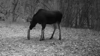 25.12.2025 - Elk with large antlers in a forest clearing