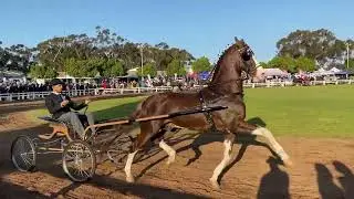 Moorreesburg Hackney horse