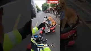 Kok Anjing ini dihandang pak polisi 😱⁉️⁉️ #anjing #funny #shorts #anjinglucu #tiktokgame