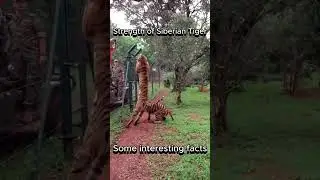 Strength of the Siberian Tiger #siberiantiger #strength