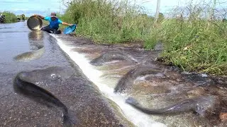 Flood Fishing Gone Wild | Massive Catfish Catch: Village Fishing Miracle – Huge Catfish Harvest