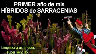 Carnivorous plants: Cleaning ponds... Easy or difficult?