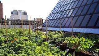 Boston Medical Center Rooftop Farm - Greenroofs.com Featured Project