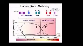 Current approaches to genetic cure of hemoglobin disorders