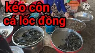 Đi chợ t&acirc;n nghĩa mua c&aacute; lốc đẩy c&ocirc;n #anhphivlog 