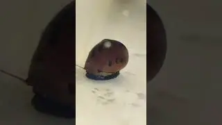 Spotted Nerite Snail