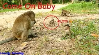 MG! Baby Monkey Farrah Run Scared From King Alpha | Why and What Happened Baby Monkey Farrah?