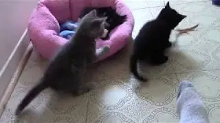 Rescue Angels - Kishka, Knish&Blintz