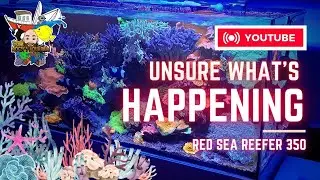 Get ready for reef tank closure: Strange Coral occurrences and are Chromis healthy or not