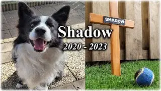 A tribute to Shadow The Border Collie