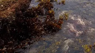 #marinelife #correl #fish #ocean #sea #beach #beachvibes #beautiful beach #reels #reef #correl fishs