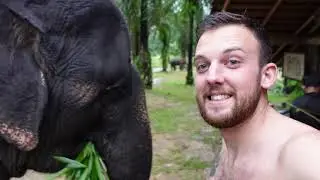 HELPING elephants POO 💩  at Krabi Elephant House Sanctuary