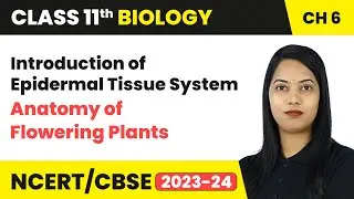 Introduction of Epidermal Tissue System - Anatomy of Flowering Plants | Class 11th Biology