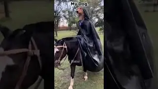 My Dog vs Other Dogs 😂 | Relatable AF! #doglife #shorts #pets #animals