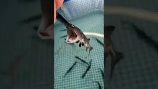 BABY PADDLEFISH 😍