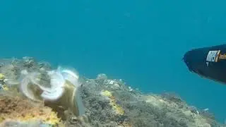 pesca submarina barcelona