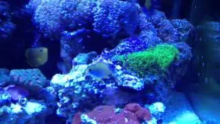 Ecotech Mp10 wave maker on a 45 gal reef