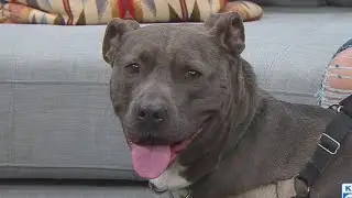 Second Chance Pet: Smokey