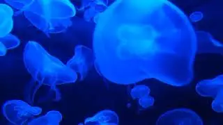 Jellyfish 101 |&nbsp;Gilden viwe