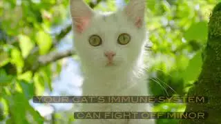Benefits of Omega-3 for Cats