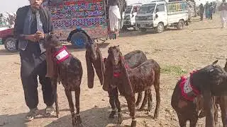 Mandi prices