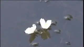 ⟹ ELODEA, ANACHARIS цветущие аквариумные растения в пруду в первый раз! Проверить это