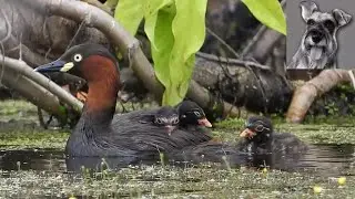 Meet the LITTLE GREBE family!