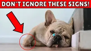 How to Tell if Your Dog Has a Sprained Leg - (Don&rsquo;t Ignore Sign #5!)